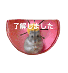 我が家のチュウさん（個別スタンプ：37）