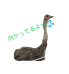 各地のどうぶつたち（個別スタンプ：5）
