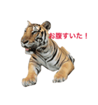 各地のどうぶつたち（個別スタンプ：6）