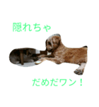 ゴールデンドウードゥル ムッシュの一言！（個別スタンプ：7）