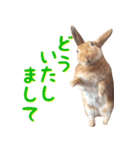 うさぎのきなこ（個別スタンプ：3）