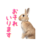 うさぎのきなこ（個別スタンプ：4）