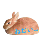 うさぎのきなこ（個別スタンプ：7）