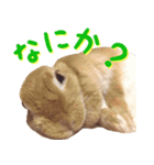 うさぎのきなこ（個別スタンプ：21）