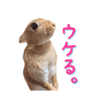 うさぎのきなこ（個別スタンプ：23）