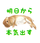 うさぎのきなこ（個別スタンプ：27）