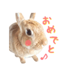 うさぎのきなこ（個別スタンプ：35）