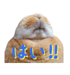 うさぎのきなこ（個別スタンプ：36）
