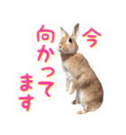 うさぎのきなこ（個別スタンプ：37）