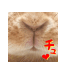 うさぎのきなこ（個別スタンプ：38）