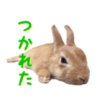 うさぎのきなこ（個別スタンプ：39）