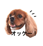 キャバリアルビー犬のひなたくん。（個別スタンプ：1）