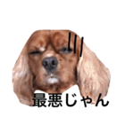 キャバリアルビー犬のひなたくん。（個別スタンプ：2）