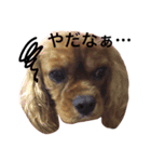 キャバリアルビー犬のひなたくん。（個別スタンプ：3）