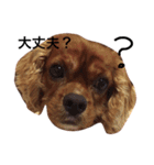 キャバリアルビー犬のひなたくん。（個別スタンプ：5）