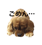キャバリアルビー犬のひなたくん。（個別スタンプ：6）
