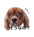 キャバリアルビー犬のひなたくん。（個別スタンプ：7）