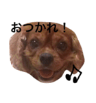 キャバリアルビー犬のひなたくん。（個別スタンプ：8）