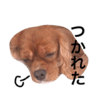 キャバリアルビー犬のひなたくん。（個別スタンプ：10）
