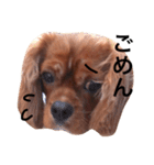 キャバリアルビー犬のひなたくん。（個別スタンプ：11）