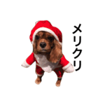 キャバリアルビー犬のひなたくん。（個別スタンプ：12）