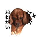 キャバリアルビー犬のひなたくん。（個別スタンプ：13）