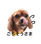 キャバリアルビー犬のひなたくん。（個別スタンプ：16）