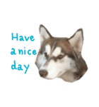 Kai-Toon,Goofy Husky (English)（個別スタンプ：28）