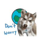 Kai-Toon,Goofy Husky (English)（個別スタンプ：34）