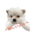 可愛いポメラニアンチワワのポメチワちゃん（個別スタンプ：1）