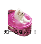 可愛いポメラニアンチワワのポメチワちゃん（個別スタンプ：3）