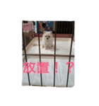 可愛いポメラニアンチワワのポメチワちゃん（個別スタンプ：5）