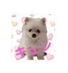 可愛いポメラニアンチワワのポメチワちゃん（個別スタンプ：6）