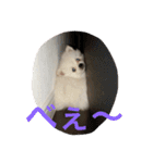 可愛いポメラニアンチワワのポメチワちゃん（個別スタンプ：8）