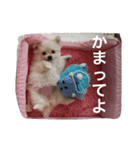 可愛いポメラニアンチワワのポメチワちゃん（個別スタンプ：9）
