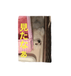 可愛いポメラニアンチワワのポメチワちゃん（個別スタンプ：10）
