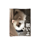可愛いポメラニアンチワワのポメチワちゃん（個別スタンプ：12）