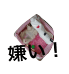 可愛いポメラニアンチワワのポメチワちゃん（個別スタンプ：14）