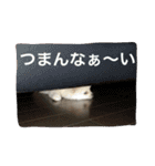 可愛いポメラニアンチワワのポメチワちゃん（個別スタンプ：16）