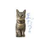 ねこのわさこ（個別スタンプ：1）