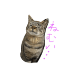 ねこのわさこ（個別スタンプ：2）