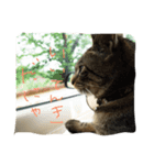 ねこのわさこ（個別スタンプ：3）