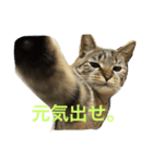 ねこのわさこ（個別スタンプ：4）