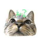 ねこのわさこ（個別スタンプ：7）