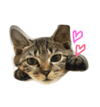 ねこのわさこ（個別スタンプ：8）
