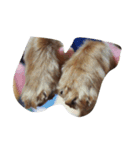 チャチャ犬（個別スタンプ：4）