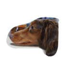 チャチャ犬（個別スタンプ：6）