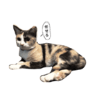 三毛猫illy（個別スタンプ：1）