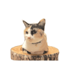 三毛猫illy（個別スタンプ：2）