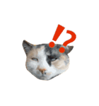 三毛猫illy（個別スタンプ：4）